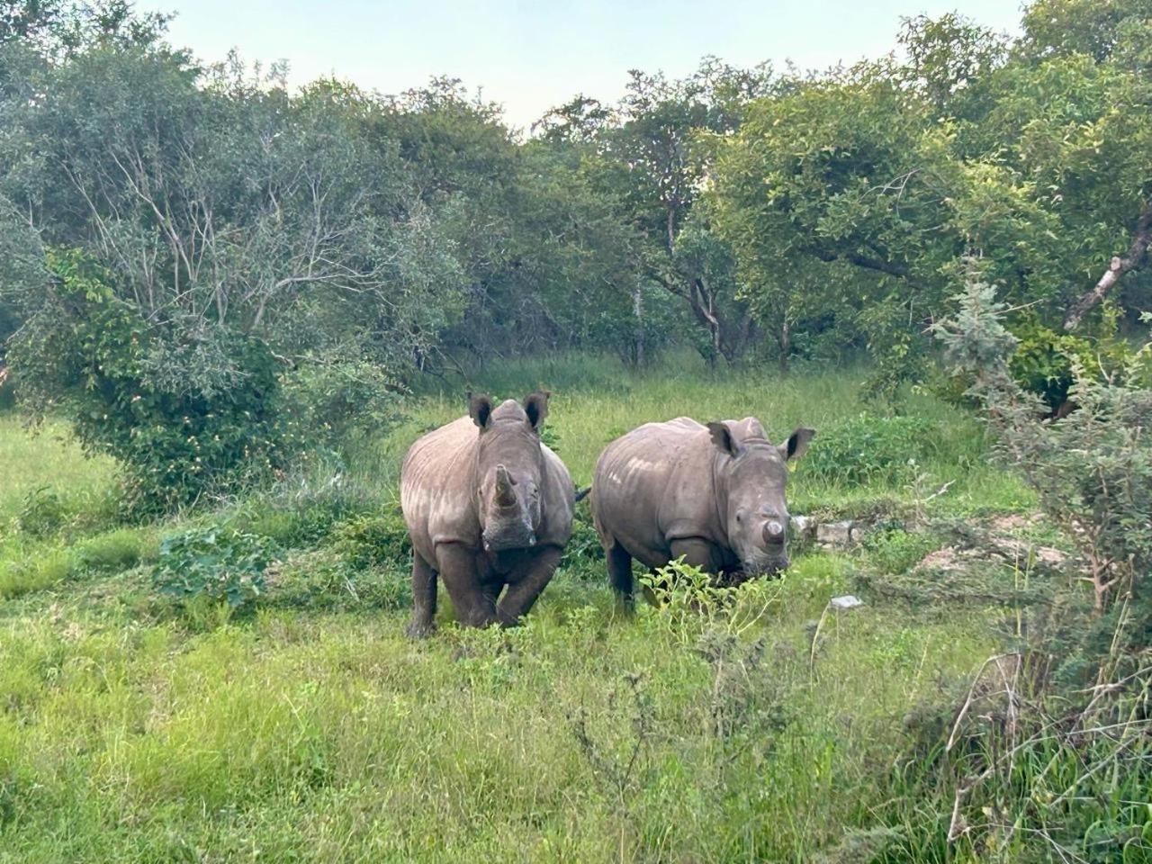 Am Lodge - Hoedspruit Buitenkant foto