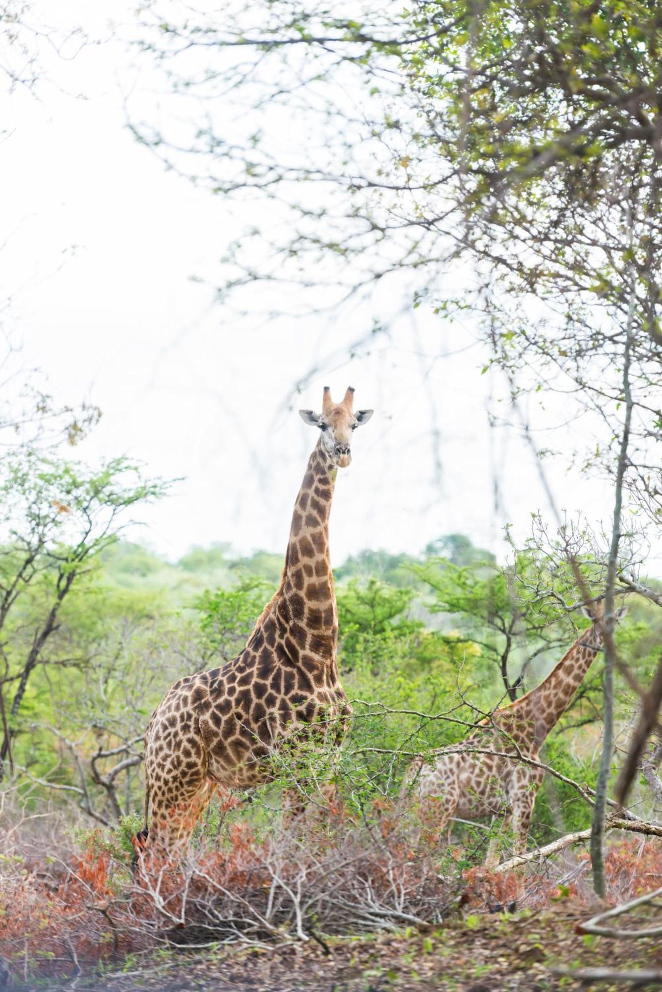 Am Lodge - Hoedspruit Buitenkant foto